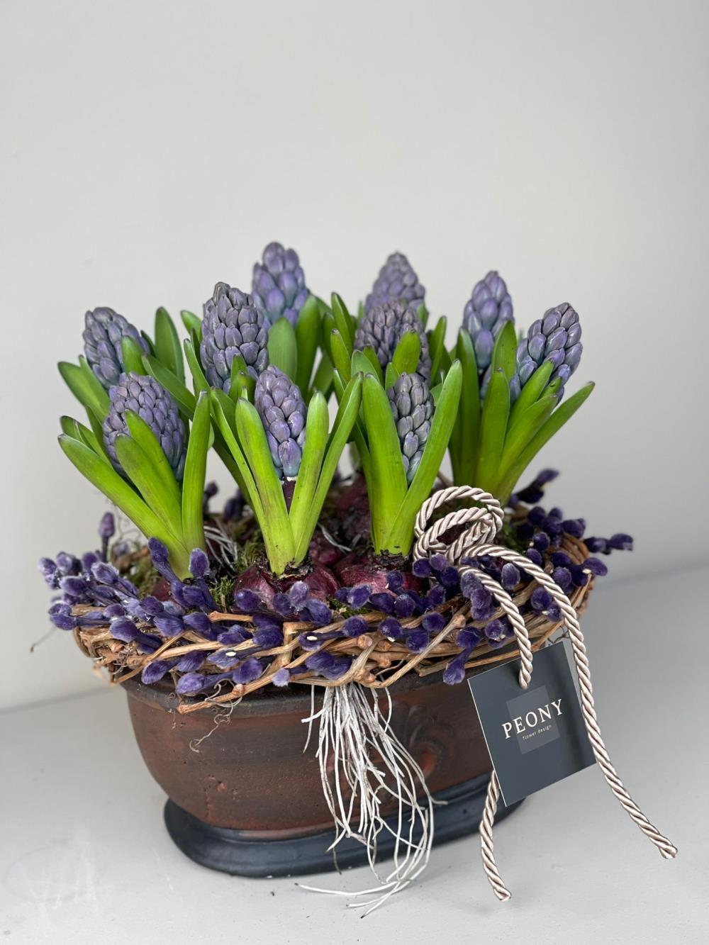 Mor Sümbül Soğanı (hyacinth)